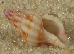Raphitoma leufroyi - Raphitomidae