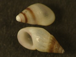 Rissoa violacea - Rissoidae