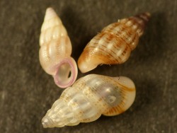 Rissoa variabilis - Rissoidae