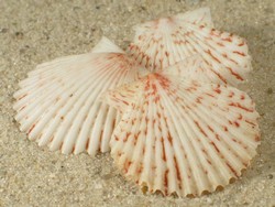 Serratovola rubicunda - Pectinidae