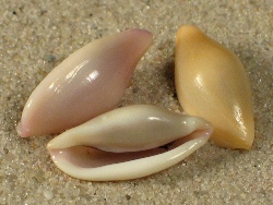 Simnia spelta - Ovulidae