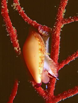 Simnia spelta - Ovulidae