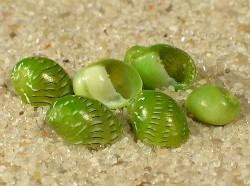 Smaragdia rangiana - Neritidae