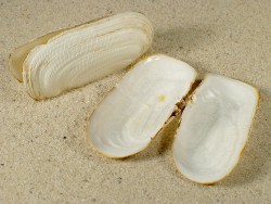 Solecurtus scopula - Solecurtidae