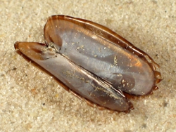 Solemya togata - Solemyidae