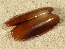 Solemya togata - Solemyidae