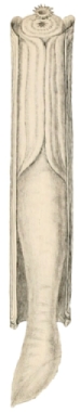 Solen marginatus - Solenidae