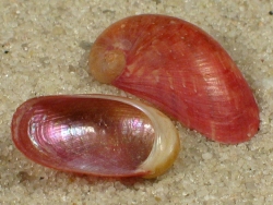 Stomatella impertusa - Trochidae