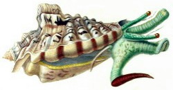 Lentigo lentiginosus - Strombidae
