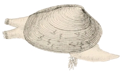 Venerupiscorrugata  pallustra - Veneridae