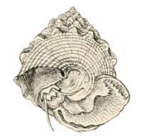 Tectus fenestratus - Tegulidae