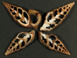 Terebralia sulcata - Potamididae