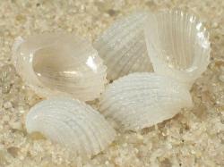 Thyca crystallina - Eulimidae