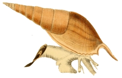 Tibia insulaechorab - Rostellariidae