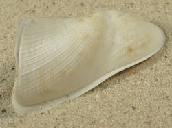 Trisidos tortuosa - Arcidae