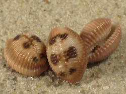 Pusula pediculus - Triviidae