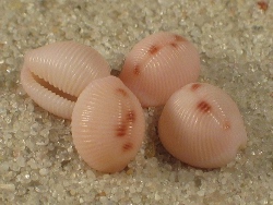 Niveria quadripunctata - Triviidae