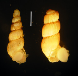 Truncatella subcylindrica - Truncatellidae