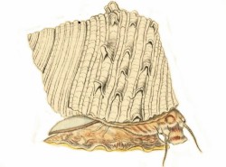Turbo argyrostomus - Turbinidae