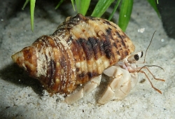 Turbo chrysostomus - Turbinidae