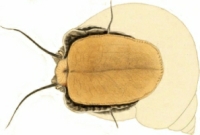 Turbo petholatus - Turbinidae