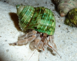Turbo sparverius - Turbinidae