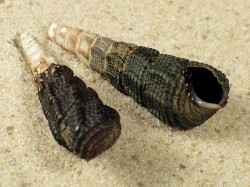 Tylomelania gemmifera - Pachychilidae