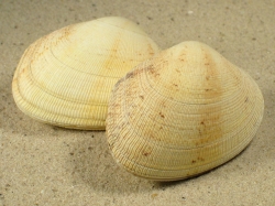 Ruditapes decussatus - Veneridae