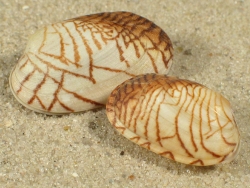 Venerupis geographica - Veneridae