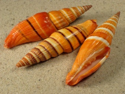 Vexillum coccineum - Costellariidae