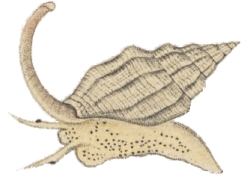 Vexillum exasperatum - Costellariidae