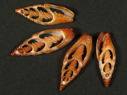 Vexillum granosum - Costellariidae
