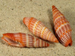 Vexillum granosum - Costellariidae
