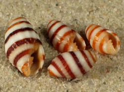 Vexillum luculentum - Costellariidae
