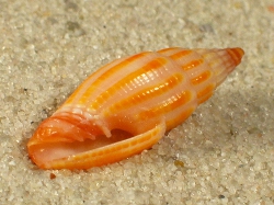 Vexillum rubrocostatum - Costellariidae