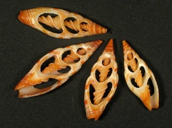 Vexillum sanguisuga - Costellariidae