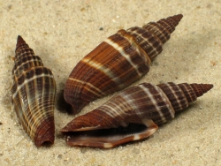 Vexillum subdivisum - Costellariidae
