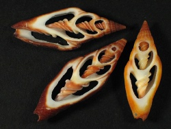 Vexillum vulpecula - Costellariidae
