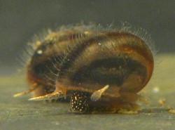 Viviparus contectus - Viviparidae