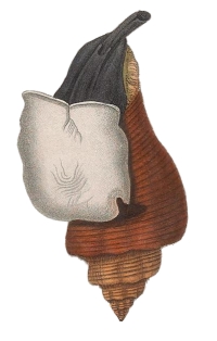 Volegalea cochlidium - Melongenidae