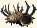 Angariidae - Angaria melanacantha