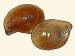 Aplysiidae - Aplysia punctata