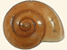 Ariophantidae - Hemiplecta distincta