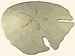 Astriclypeidea - Echinodiscus auritus