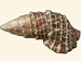 Cerithiidae - Cerithium litteratum