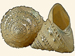 Calliotropodae - Lischkeia alwinae