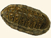 Chitonidae - Chiton olivaceus