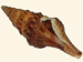 Clavatulidae - Turricula nelliae