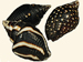 Columbellidae - Pyrene ocellata