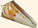 Conidae - Conus bayani